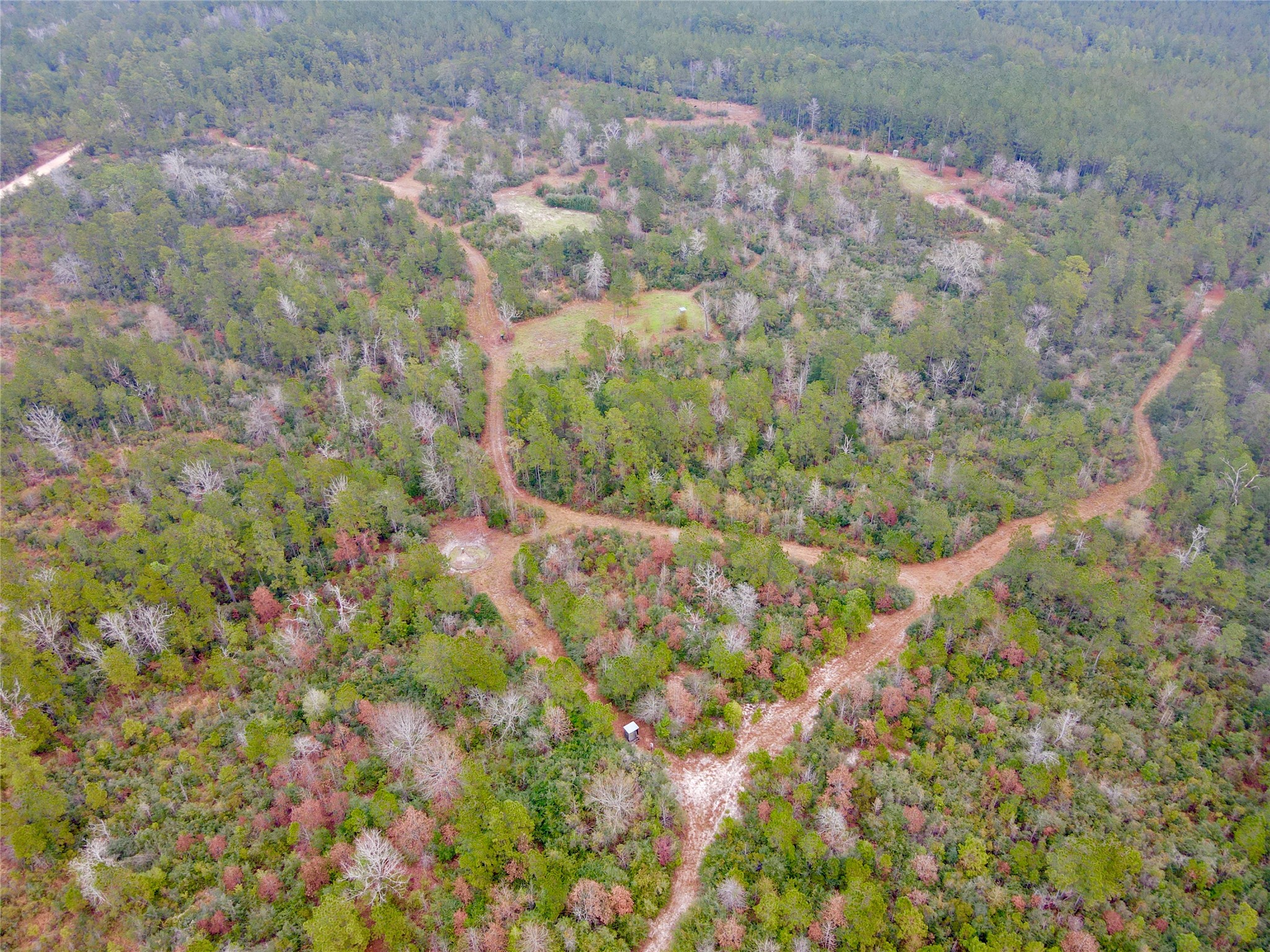 2845 County Road Colmesneil, TX 75938 - Photo 34 of 36 a view of a forest with a tree