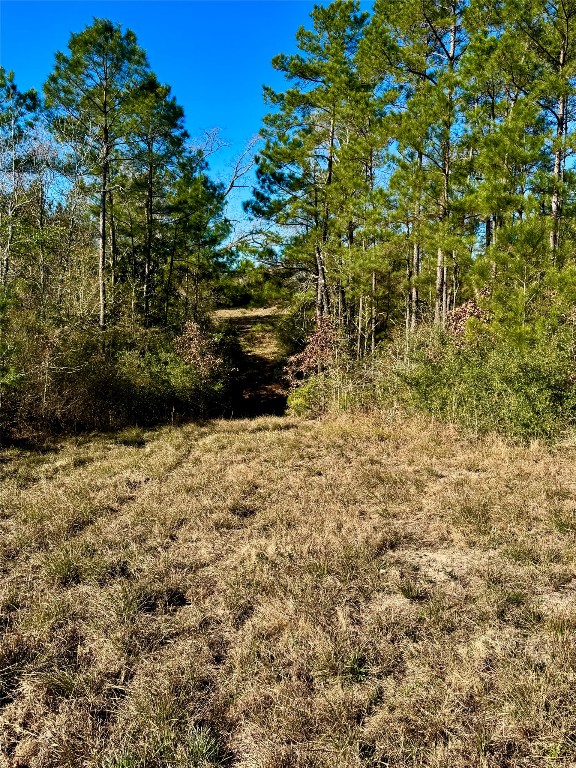 2845 County Road Colmesneil, TX 75938 - Photo 4 of 36 a view of outdoor space and garden