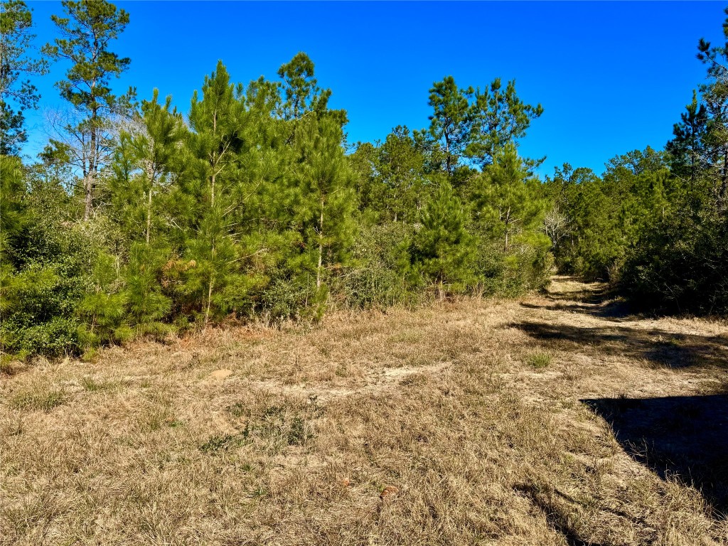 2845 County Road Colmesneil, TX 75938 - Photo 5 of 36 a view of a yard with an trees