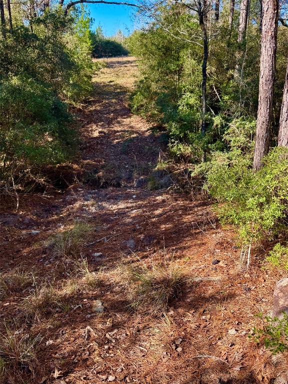 2845 County Road Colmesneil, TX 75938 - Photo 6 of 36 a view of a field with plants and trees