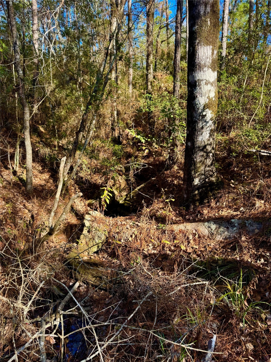 2845 County Road Colmesneil, TX 75938 - Photo 7 of 36