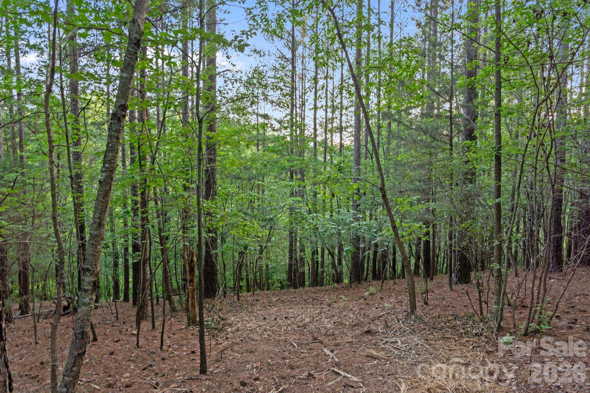 0 Lucy Short Cut Road, Unit 2 Marshville, NC 28103 - Photo 33 of 38 a view of a forest filled with trees
