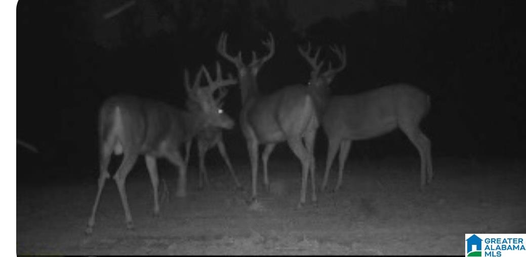 1395 Camp Creek Road Cropwell, AL 35054 - Photo 16 of 16
