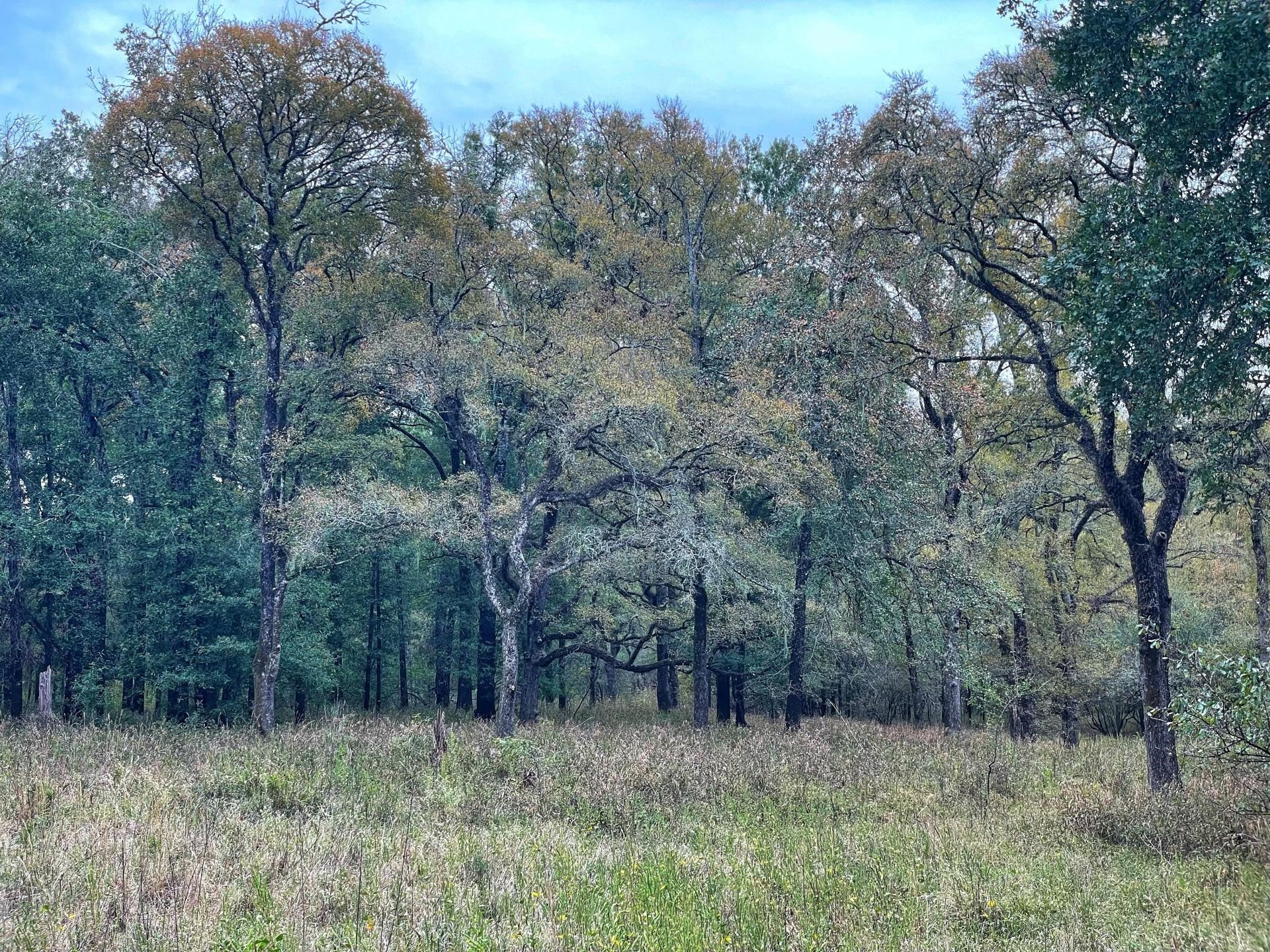 a big yard with lots of green space and deers