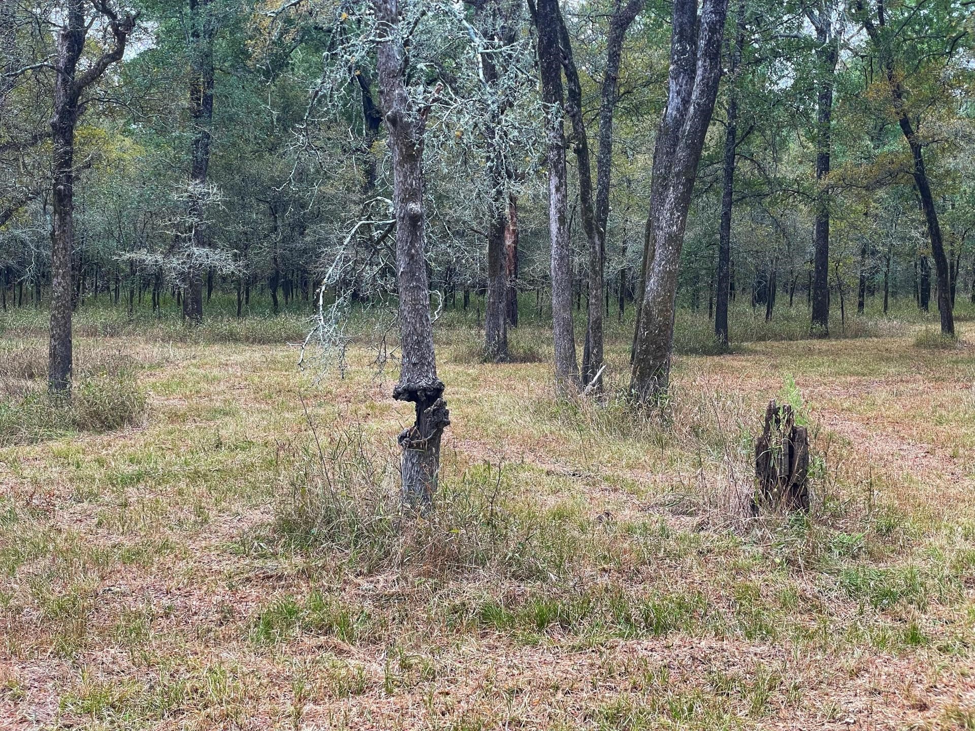 0 Fm-247 Midway, TX 75852 - Photo 11 of 14 a backyard of a house with lots of green space