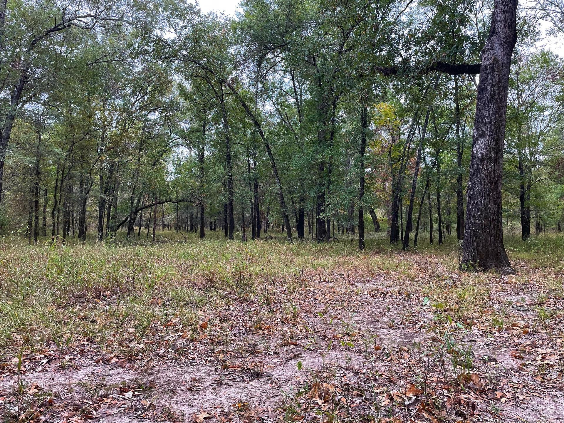 0 Fm-247 Midway, TX 75852 - Photo 12 of 14 a view of outdoor space with trees