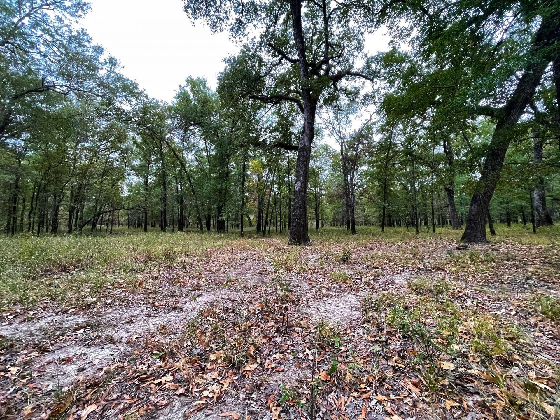 0 Fm-247 Midway, TX 75852 - Photo 13 of 14 a view of a yard with a tree