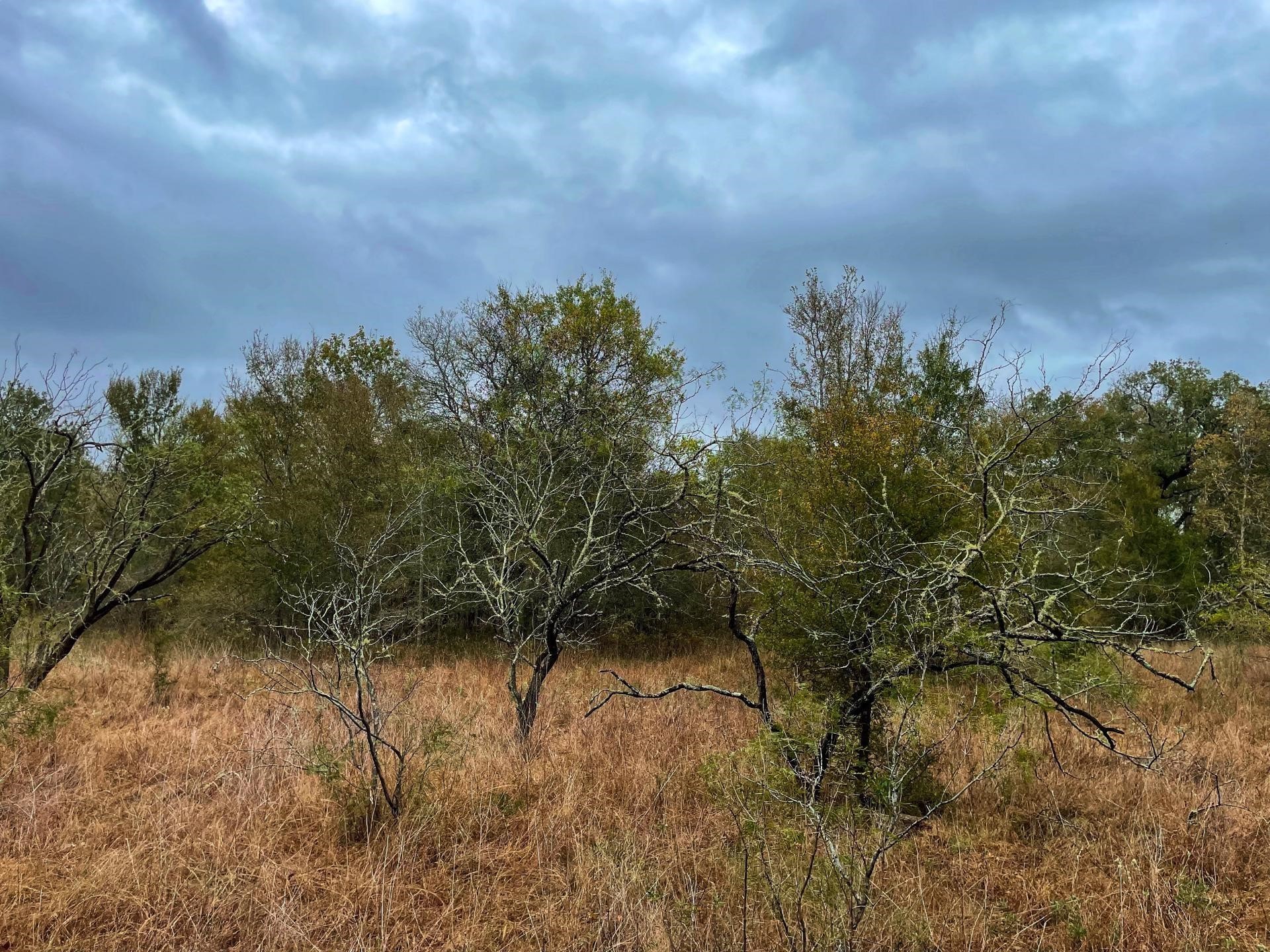 0 Fm-247 Midway, TX 75852 - Photo 6 of 14 a view of a yard