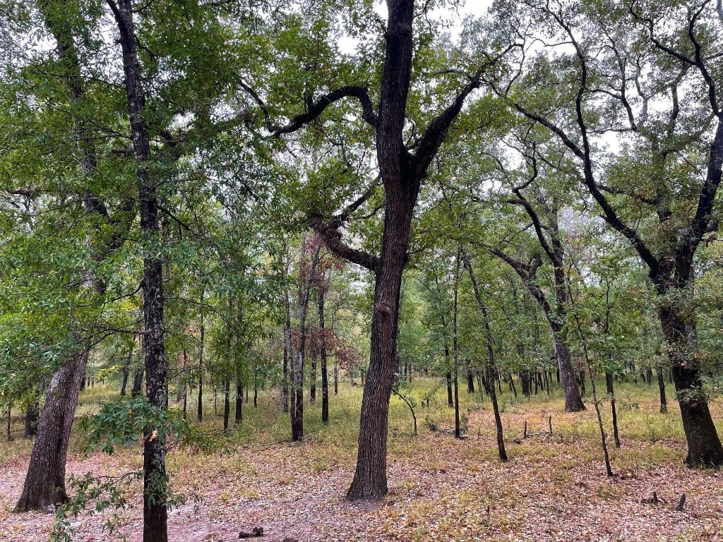 0 Fm-247 Midway, TX 75852 - Photo 7 of 14 a view of some trees and bushes
