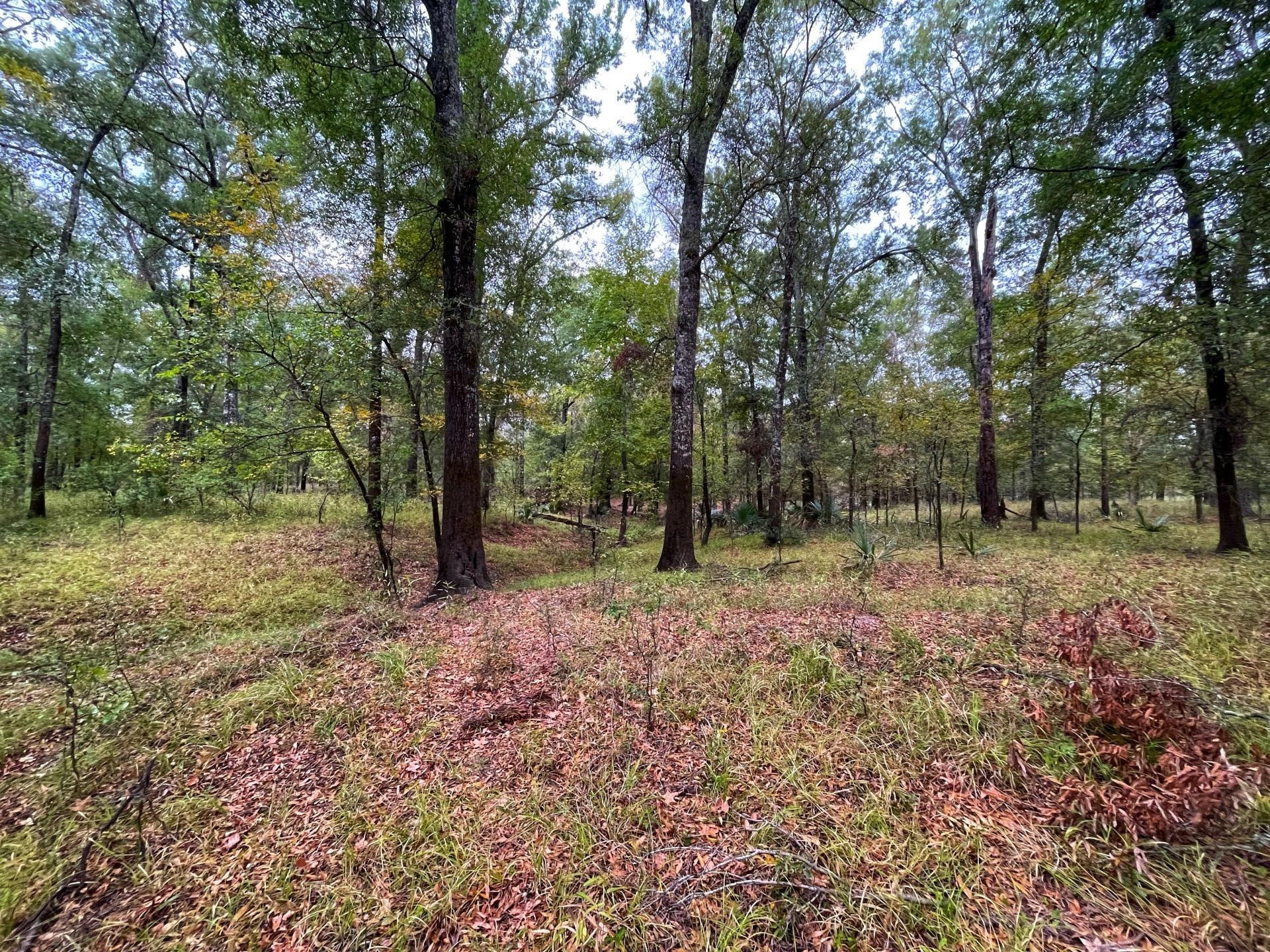 0 Fm-247 Midway, TX 75852 - Photo 8 of 14 a view of outdoor space with trees