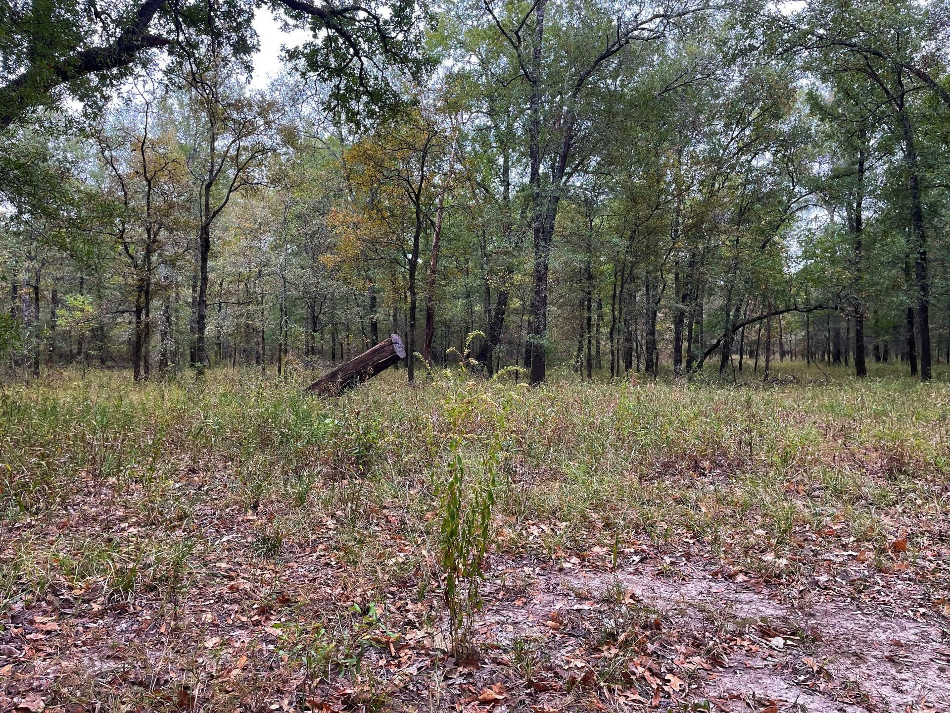 0 Fm-247 Midway, TX 75852 - Photo 10 of 14 a view of outdoor space and green space
