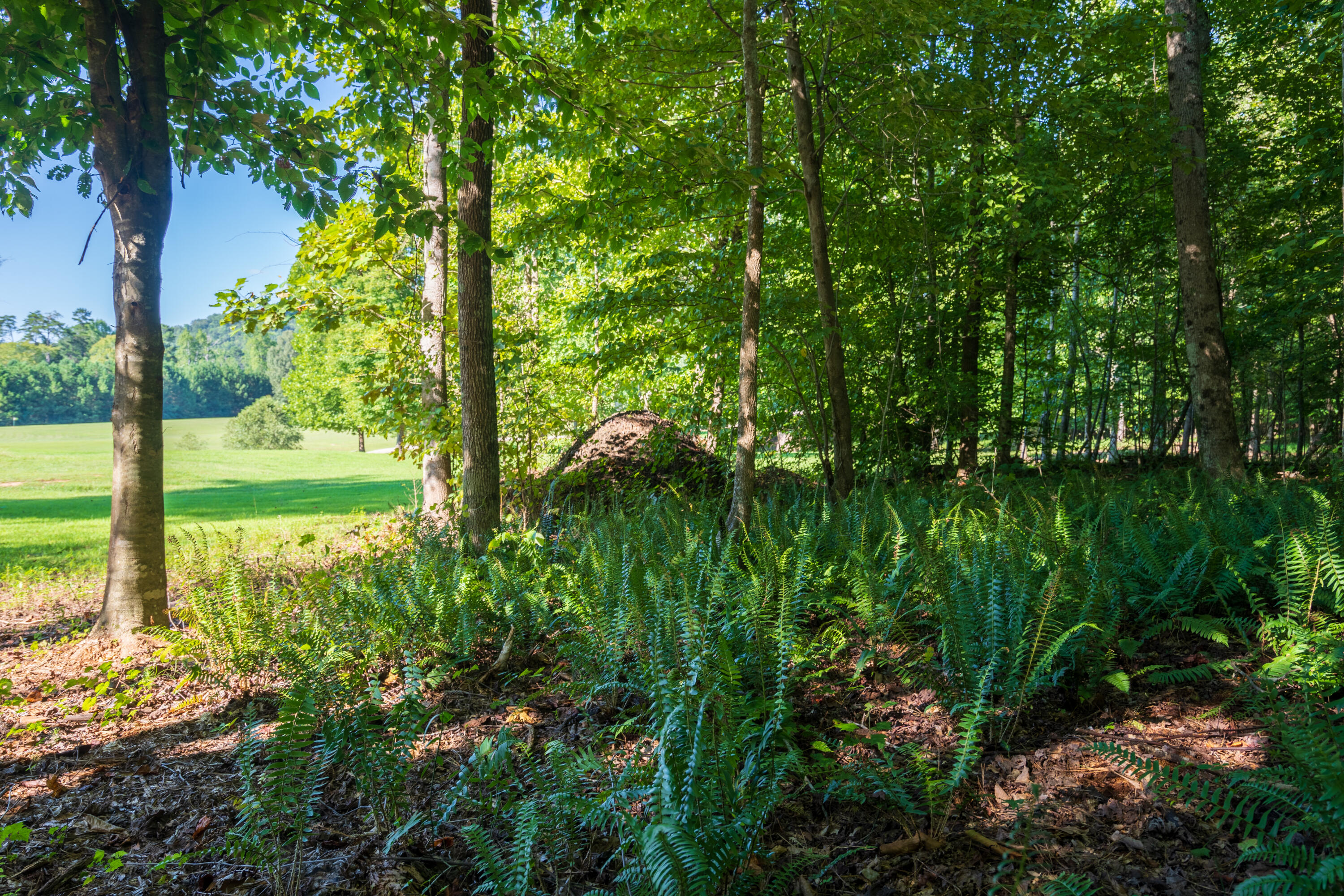 5758 Tallant Road Ooltewah, TN 37363 - Photo 73 of 93 Exterior_5758 Tallant rd-11