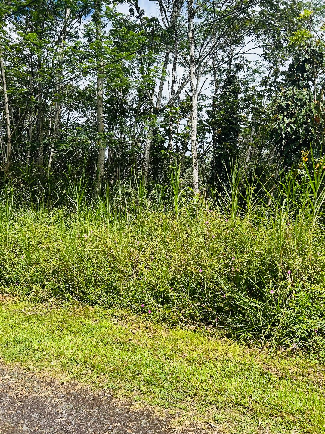 203 Niihau Road Pahoa, HI 96778 - Photo 2 of 10 a view of a garden