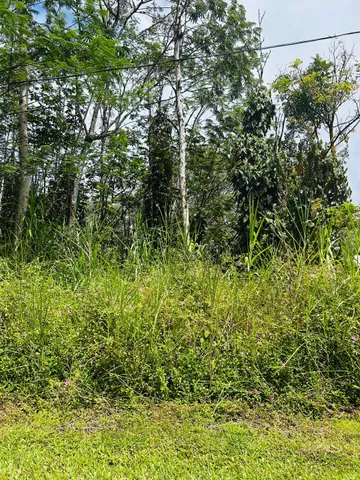 a view of a lush green forest