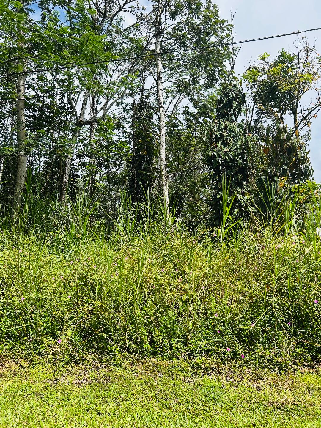 203 Niihau Road Pahoa, HI 96778 - Photo 4 of 10 a view of a lush green forest