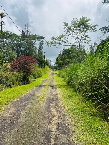 a view of a yard with a tree