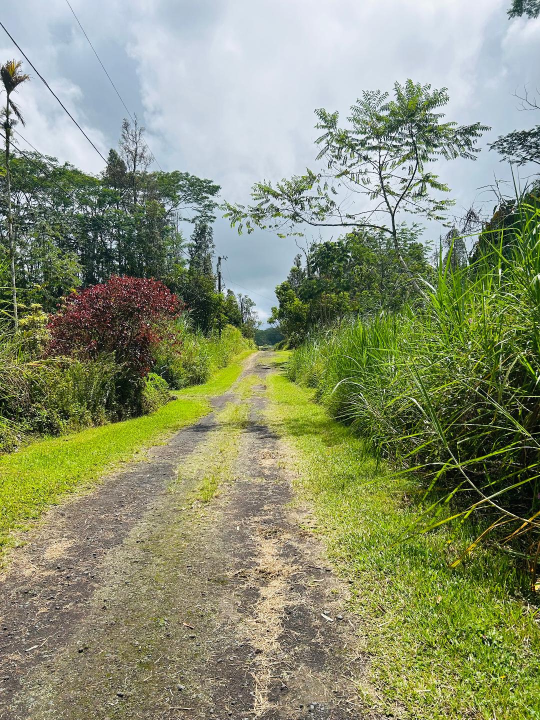 203 Niihau Road Pahoa, HI 96778 - Photo 5 of 10 a view of a yard with a tree