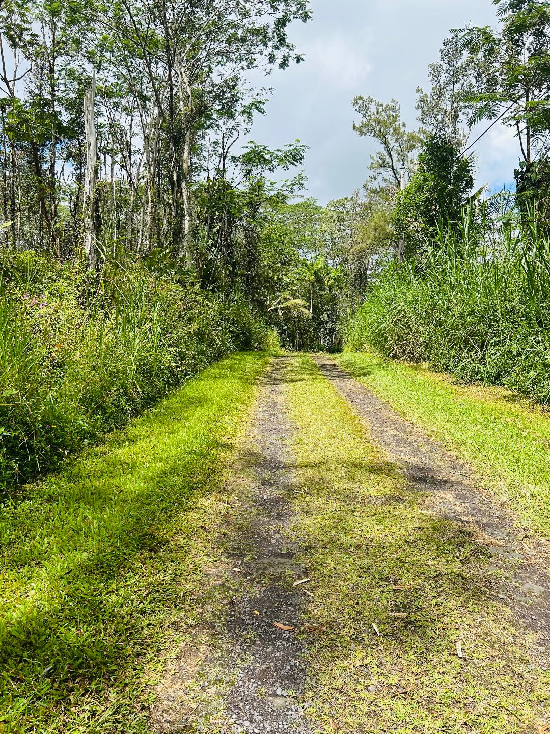 203 Niihau Road Pahoa, HI 96778 - Photo 6 of 10 a view of a big yard with large trees