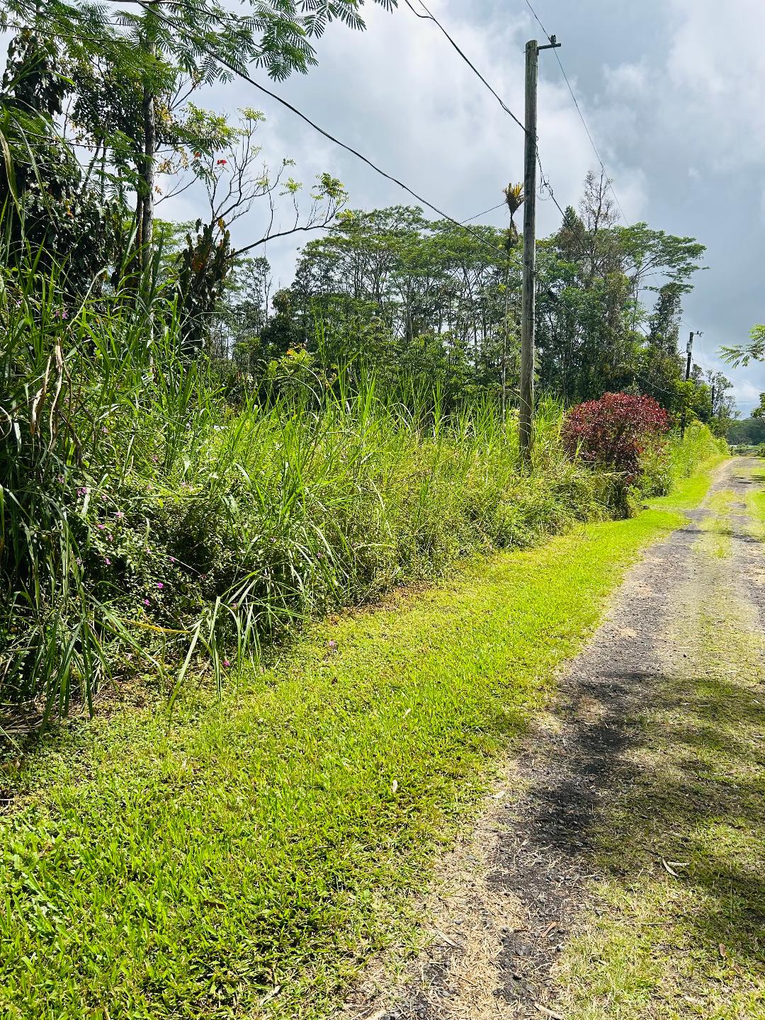203 Niihau Road Pahoa, HI 96778 - Photo 7 of 10 a view of a garden with a tree in the middle