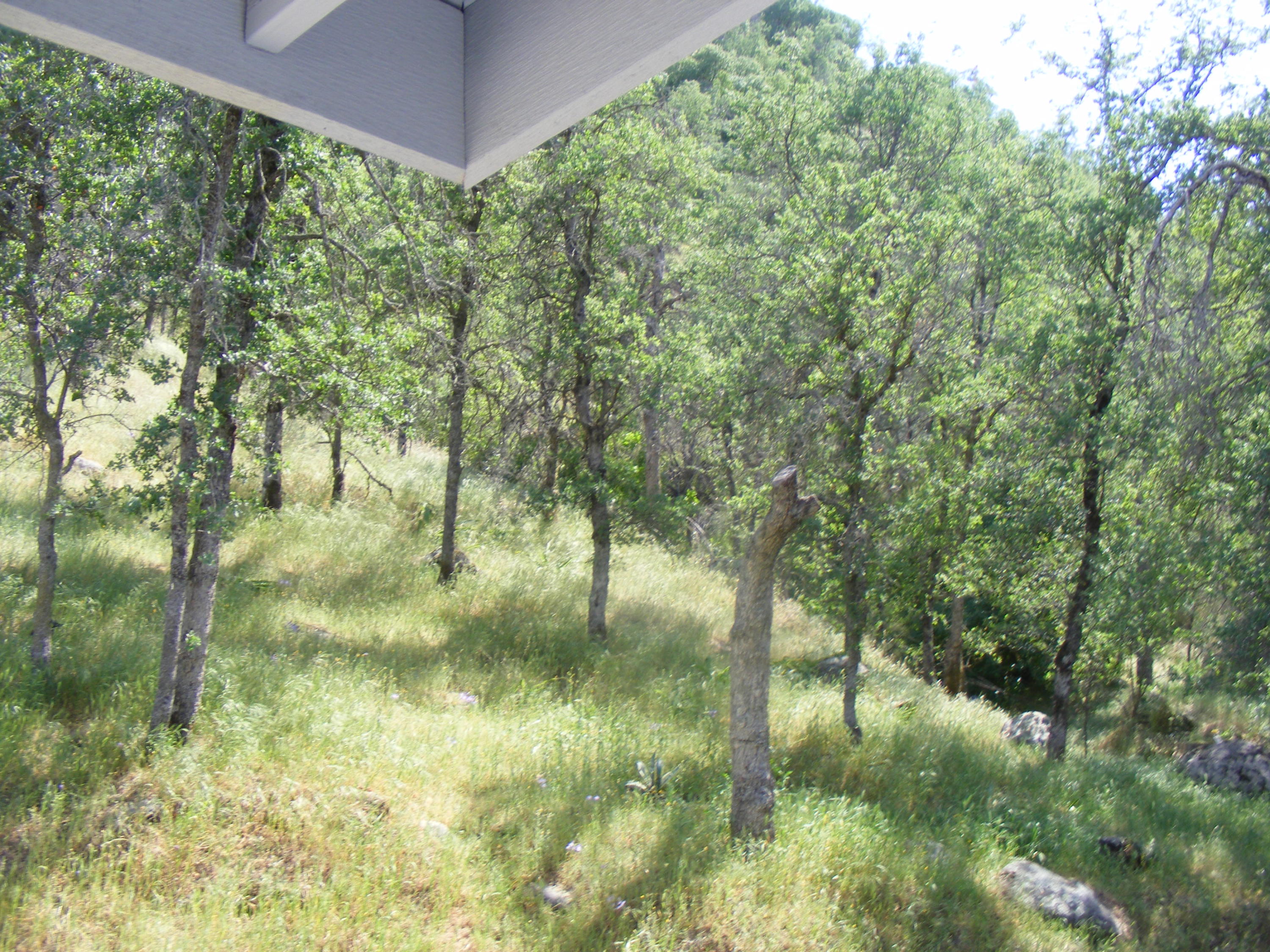42504 Sierra Drive Three Rivers, CA 93271 - Photo 44 of 70 DSCF3035