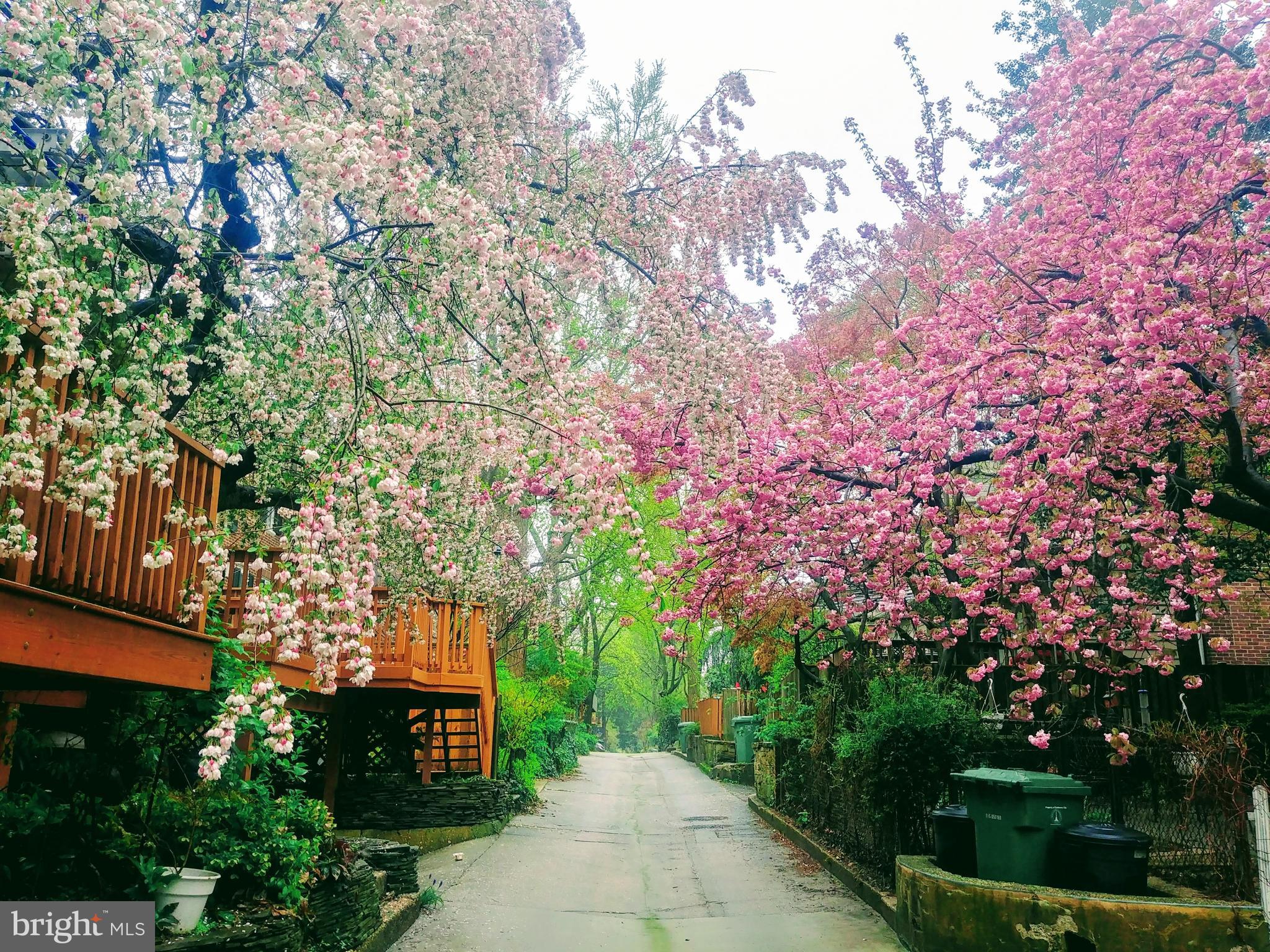 3952 Cloverhill Road Baltimore, MD 21218 - Photo 51 of 65 The Alley in Spring ... Stunning!