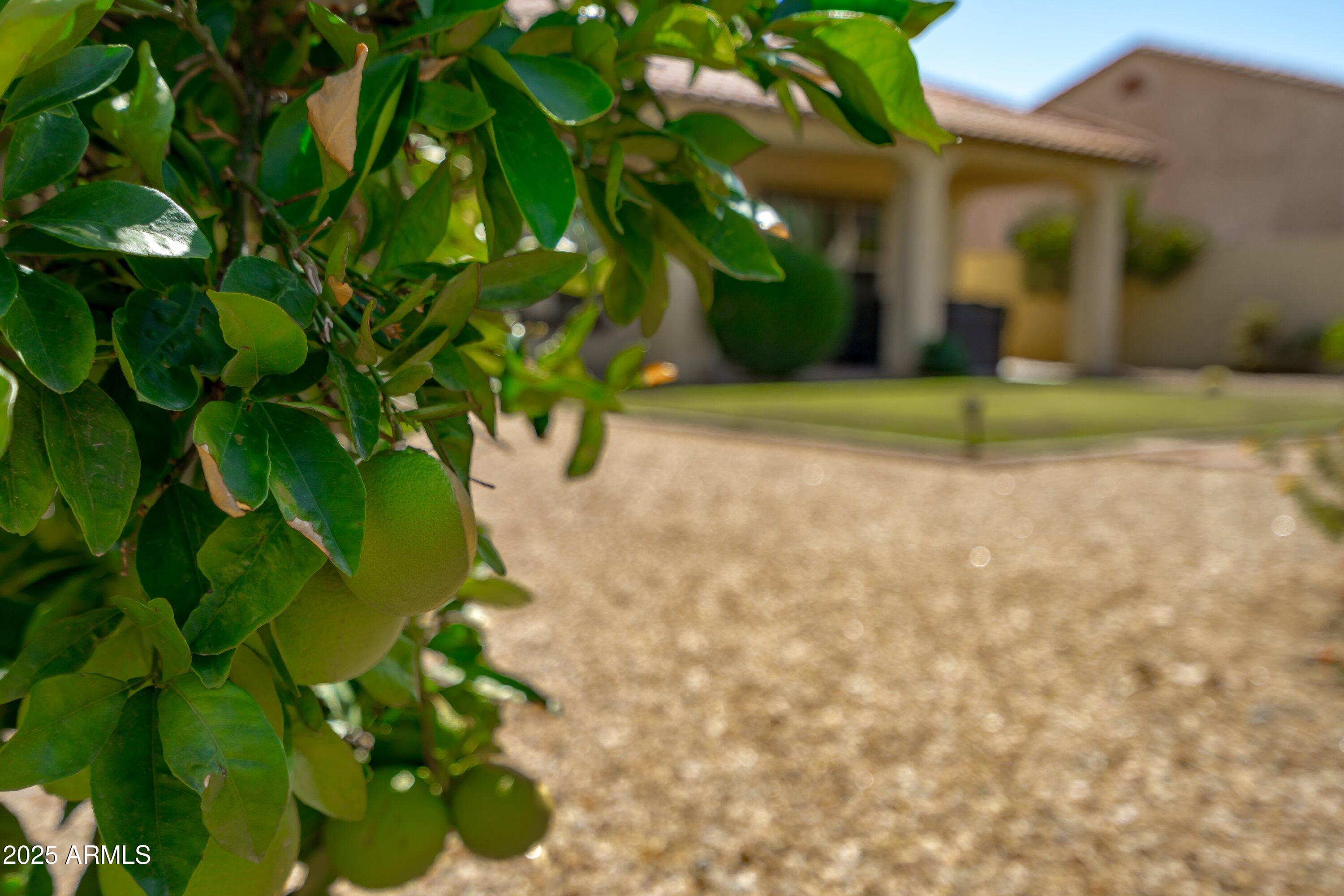 20486 West Ridge Road Buckeye, AZ 85396 - Photo 44 of 100 Fruit Trees