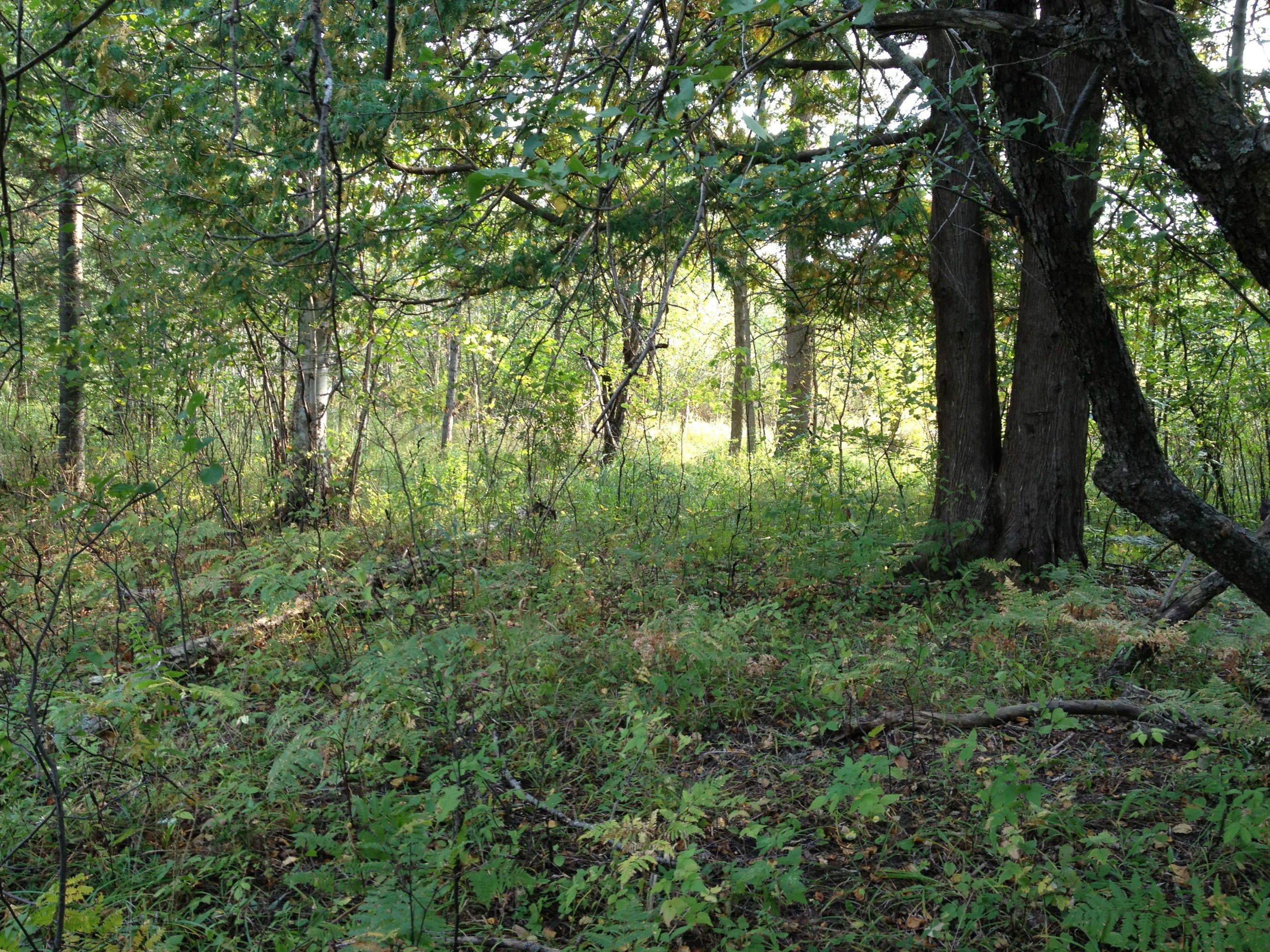 Koepke Road Levering, MI 49755 - Photo 8 of 12 Gallery Image 8