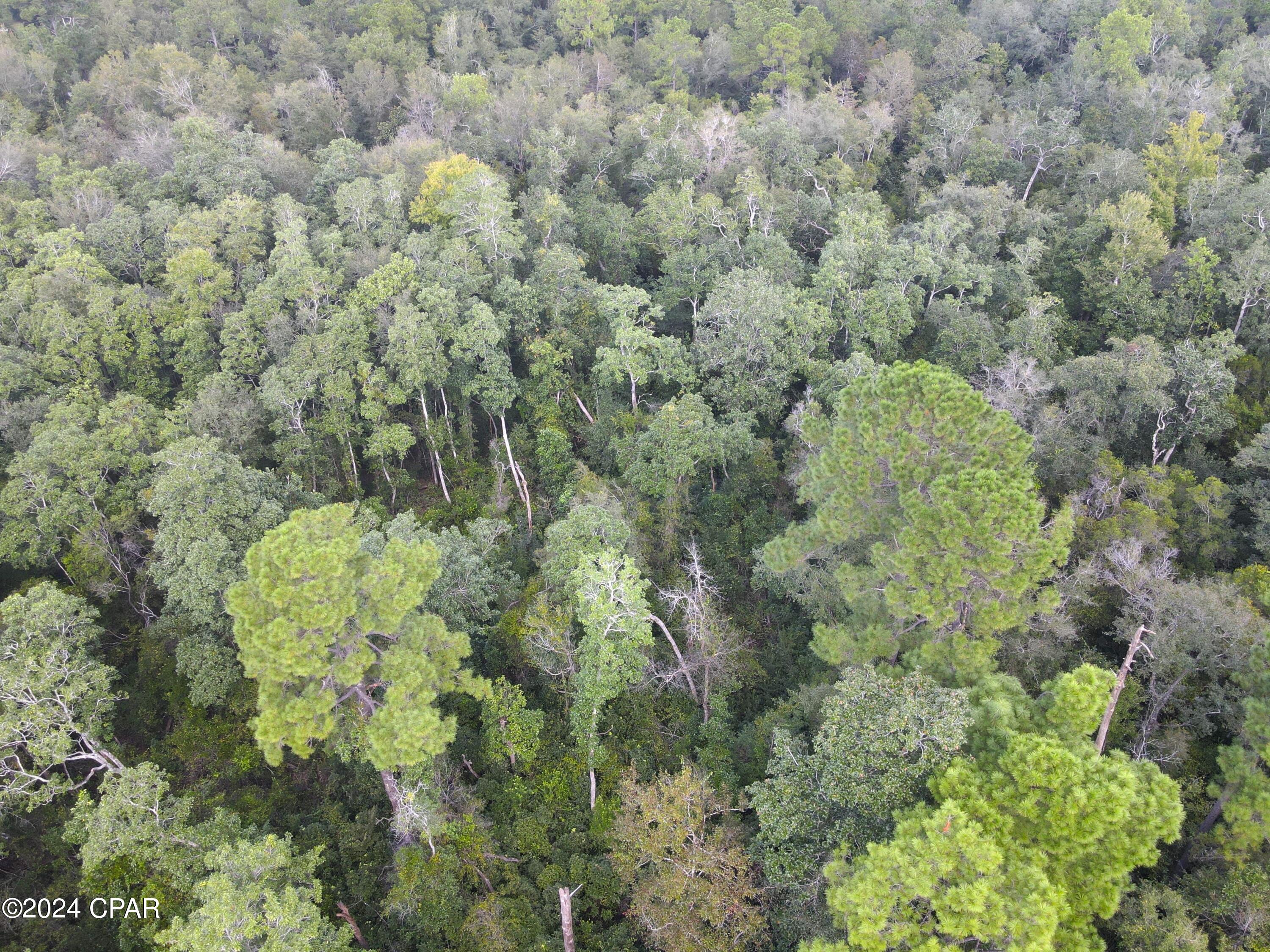 0 Pine Grove Road Quincy, FL 32351 - Photo 5 of 15 Gallery Image 5