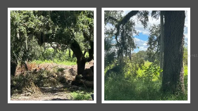 a view of a tree in a yard