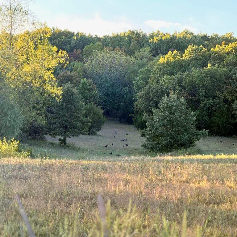 3121 South 25th Road Humansville, MO 65674 - Photo 10 of 34 att.aeDyg