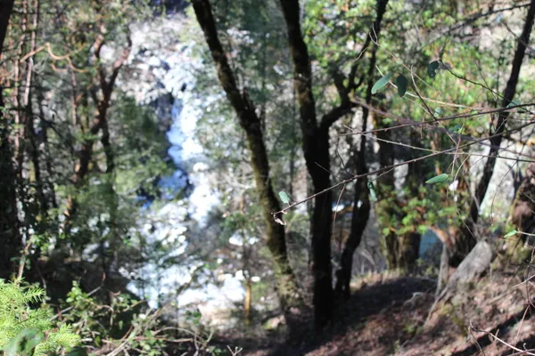 a backyard of a house with lots of trees