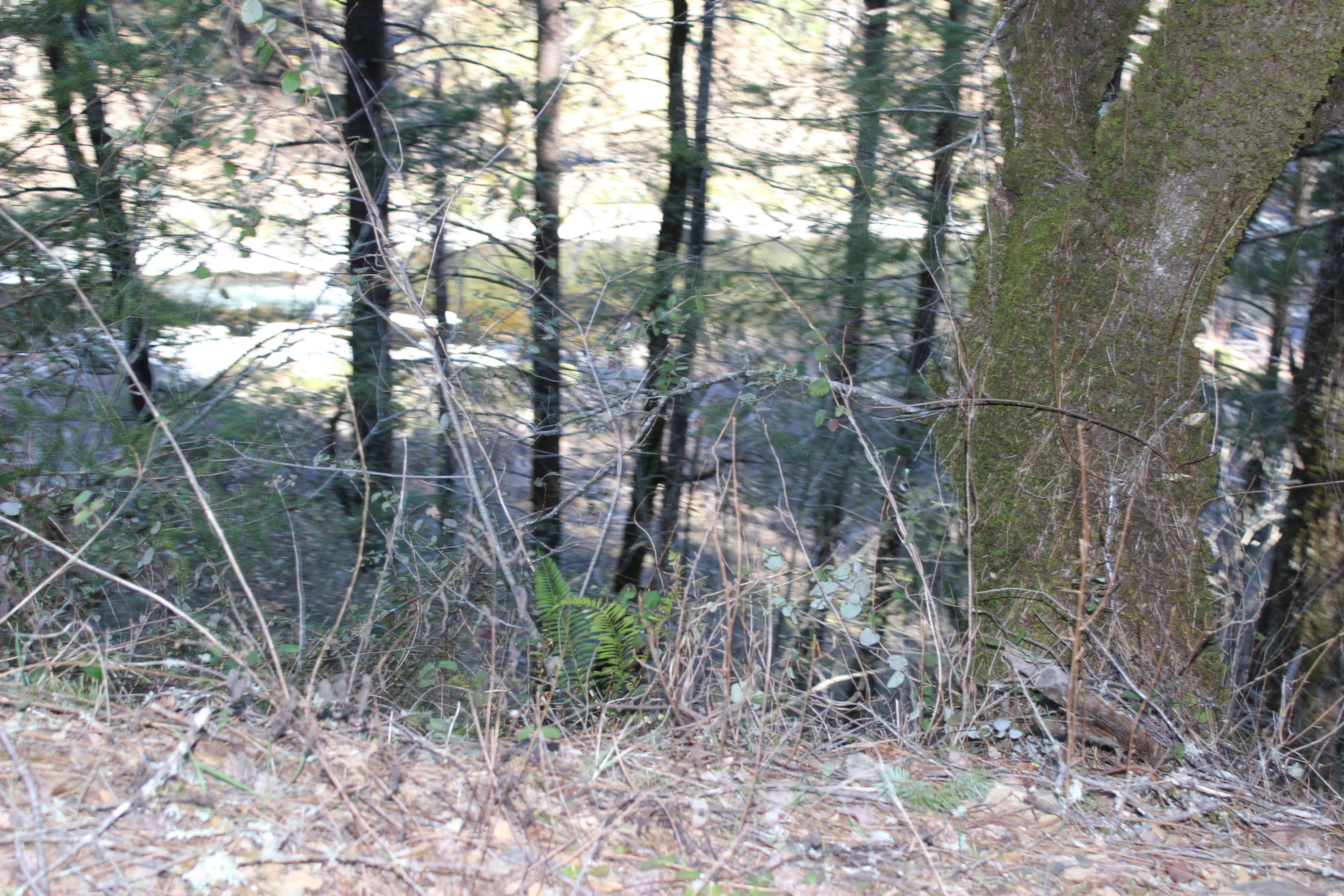 Fenders Ferry Road Lakehead, CA 96051 - Photo 13 of 29 a view of forest