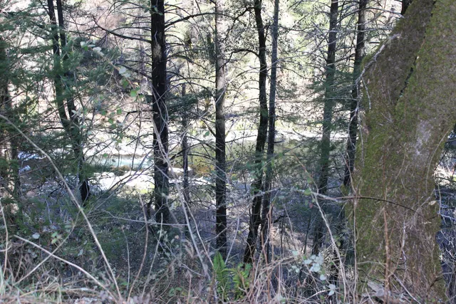 a view of a yard with a tree
