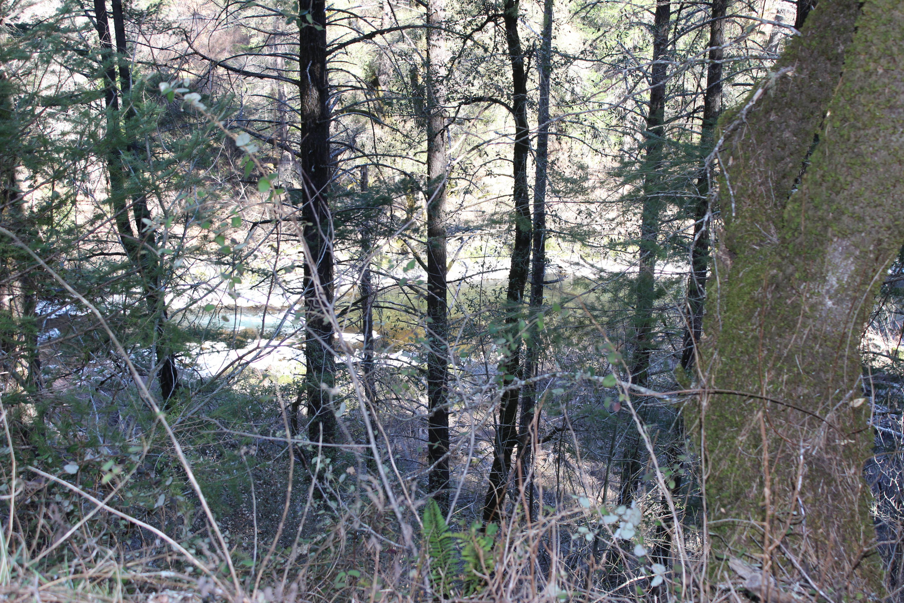 Fenders Ferry Road Lakehead, CA 96051 - Photo 14 of 29 a view of a forest