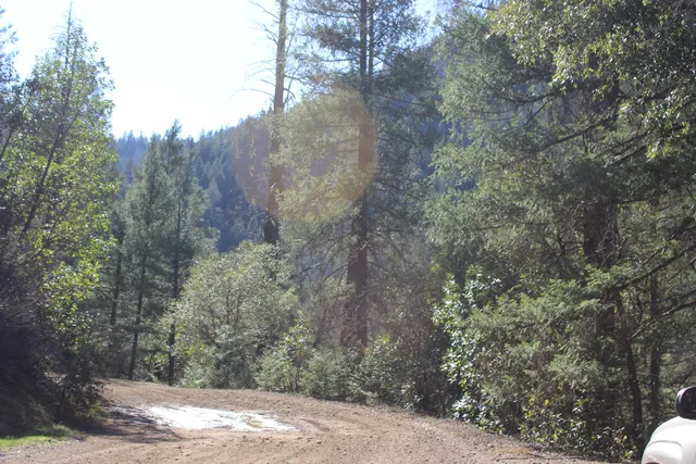 a view of a yard with a tree
