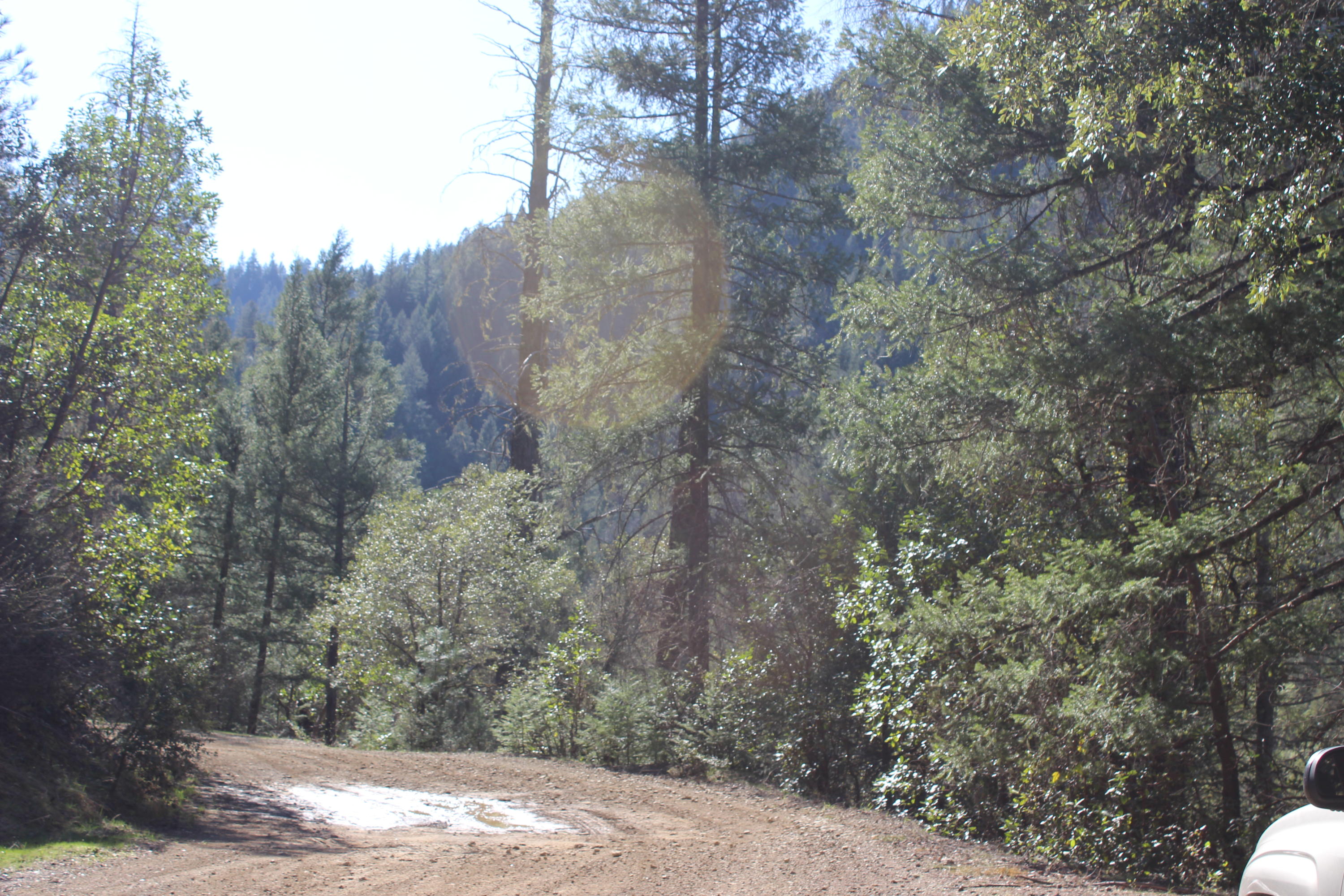 Fenders Ferry Road Lakehead, CA 96051 - Photo 15 of 29 a view of a yard with a tree