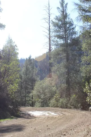 a view of tree in the forest