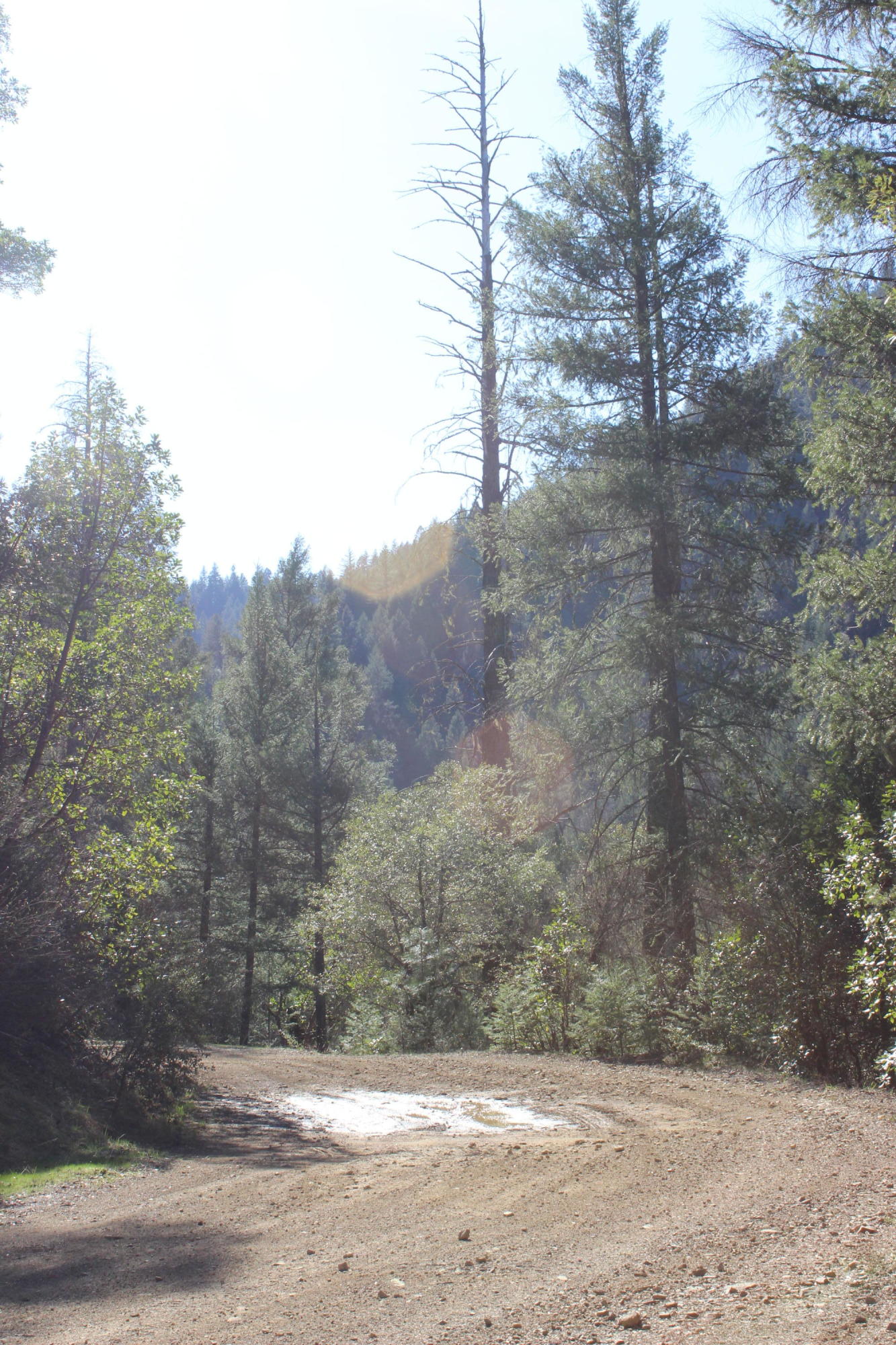 Fenders Ferry Road Lakehead, CA 96051 - Photo 16 of 29 a view of a yard with a tree
