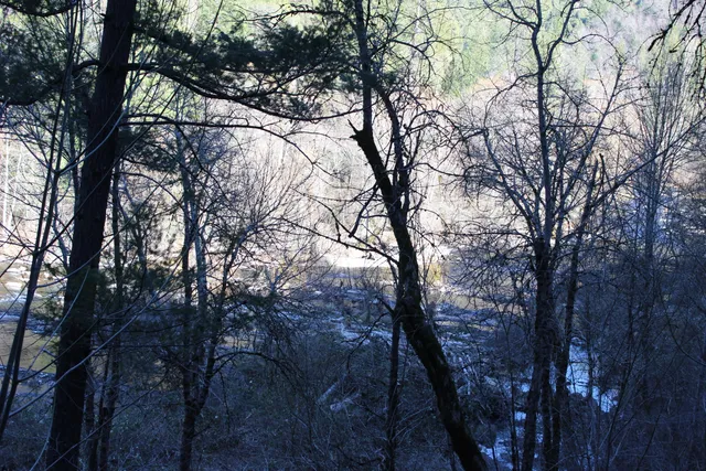 a backyard of a house with lots of trees