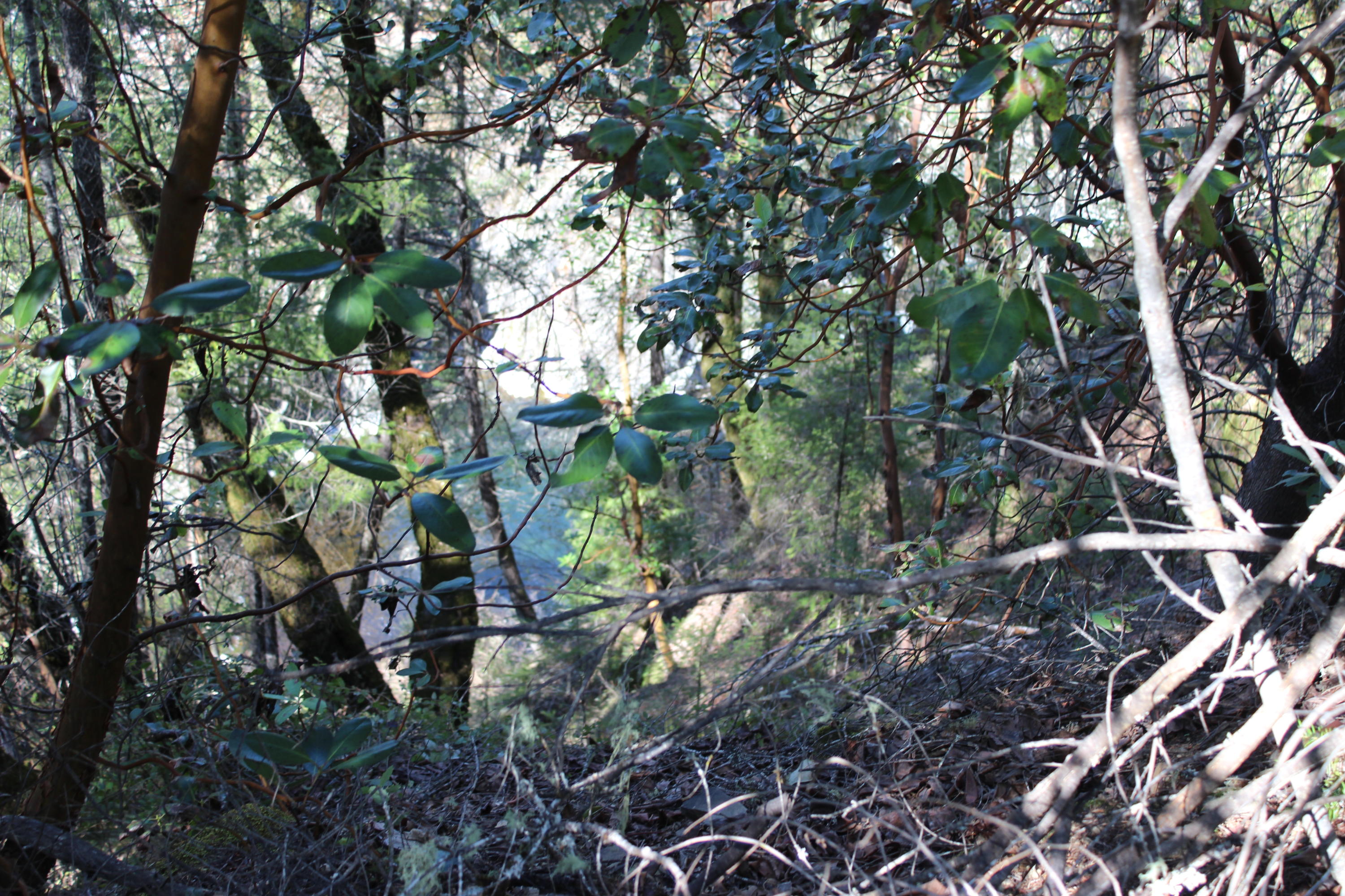 Fenders Ferry Road Lakehead, CA 96051 - Photo 2 of 29 a backyard of a house with lots of trees