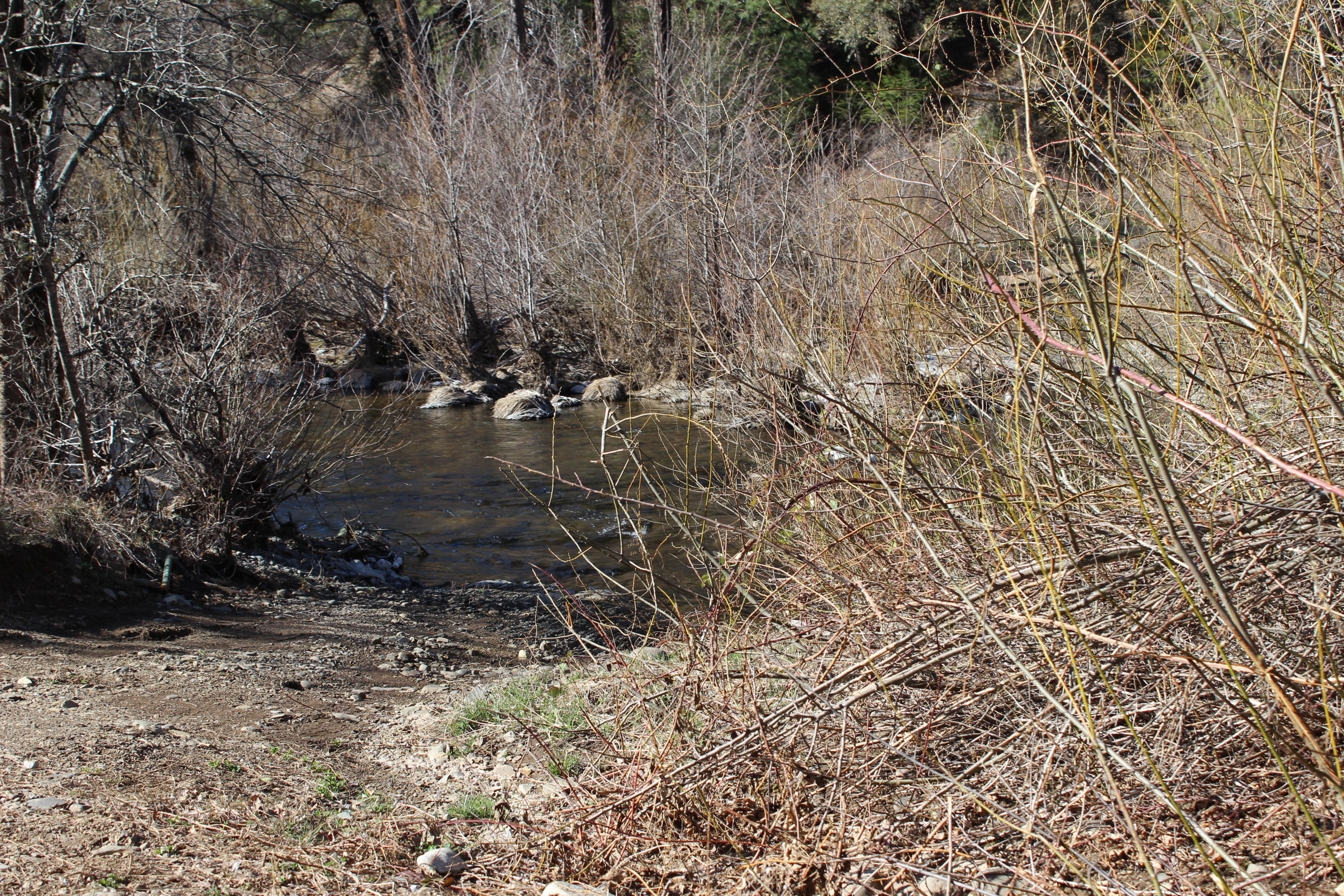 Fenders Ferry Road Lakehead, CA 96051 - Photo 21 of 29 a view of a forest with a tree