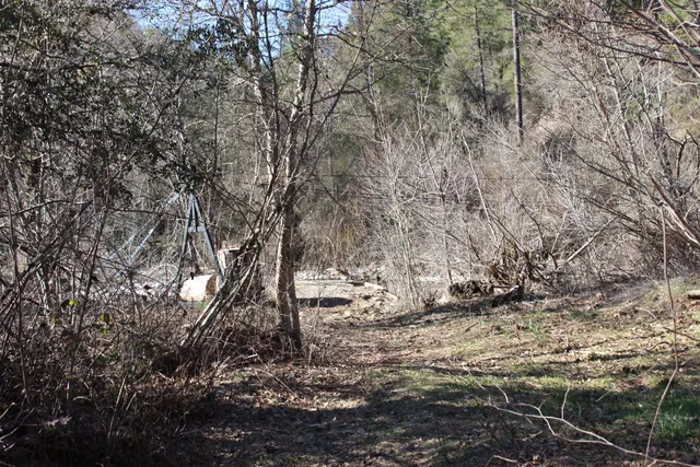 a view of a yard with a tree