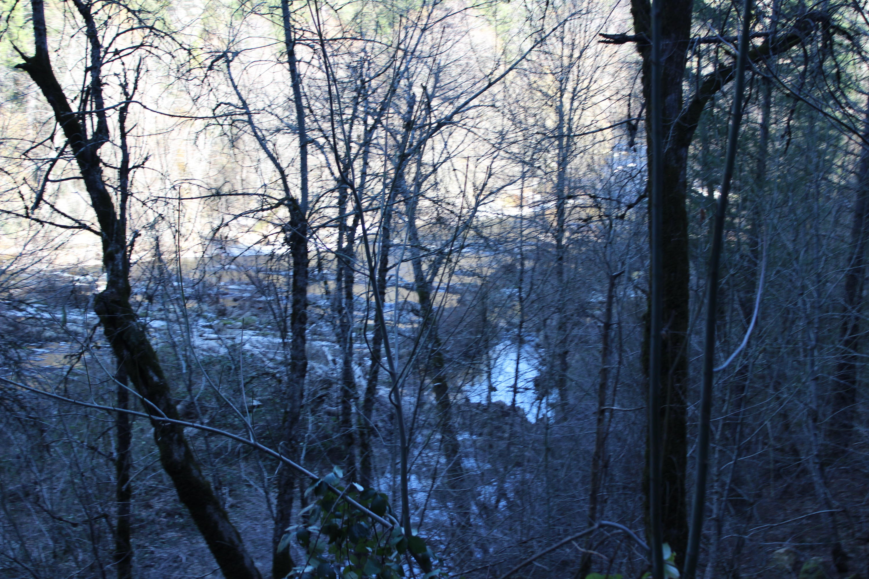 Fenders Ferry Road Lakehead, CA 96051 - Photo 28 of 29 a view of a forest