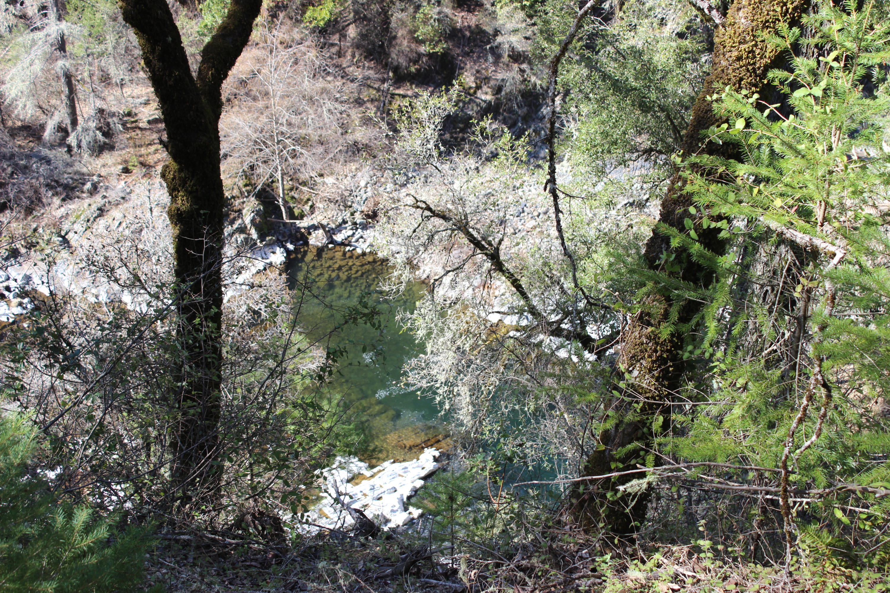 Fenders Ferry Road Lakehead, CA 96051 - Photo 3 of 29 a view of a tree in a forest