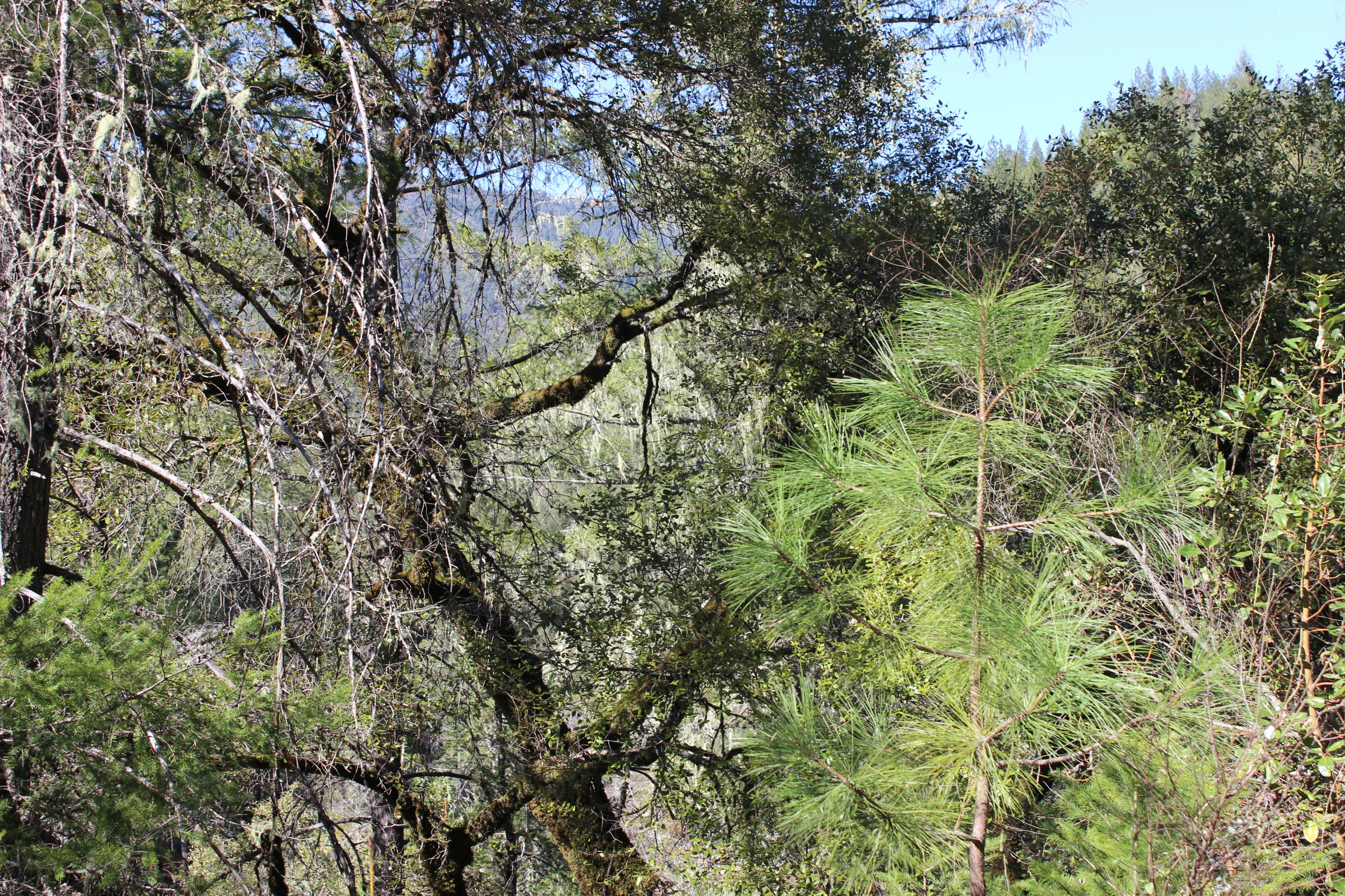 Fenders Ferry Road Lakehead, CA 96051 - Photo 5 of 29 a view of a yard