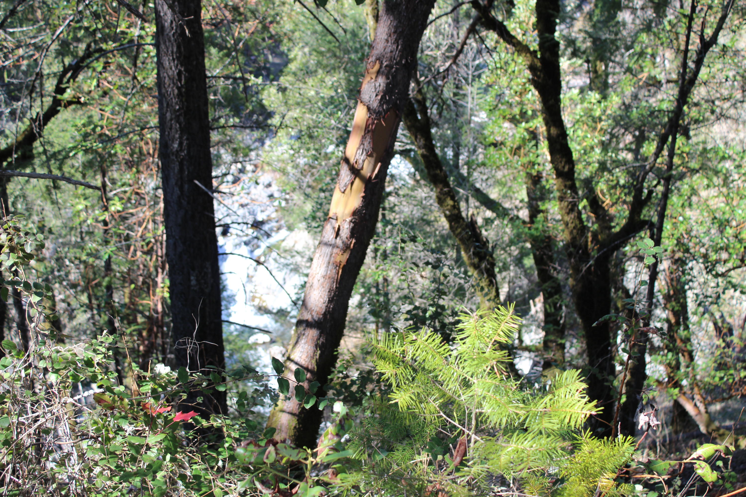 Fenders Ferry Road Lakehead, CA 96051 - Photo 6 of 29 an outdoor space with lots of trees