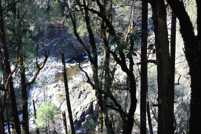 a view of a tree in a yard