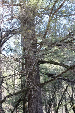 a view of a parking space with trees