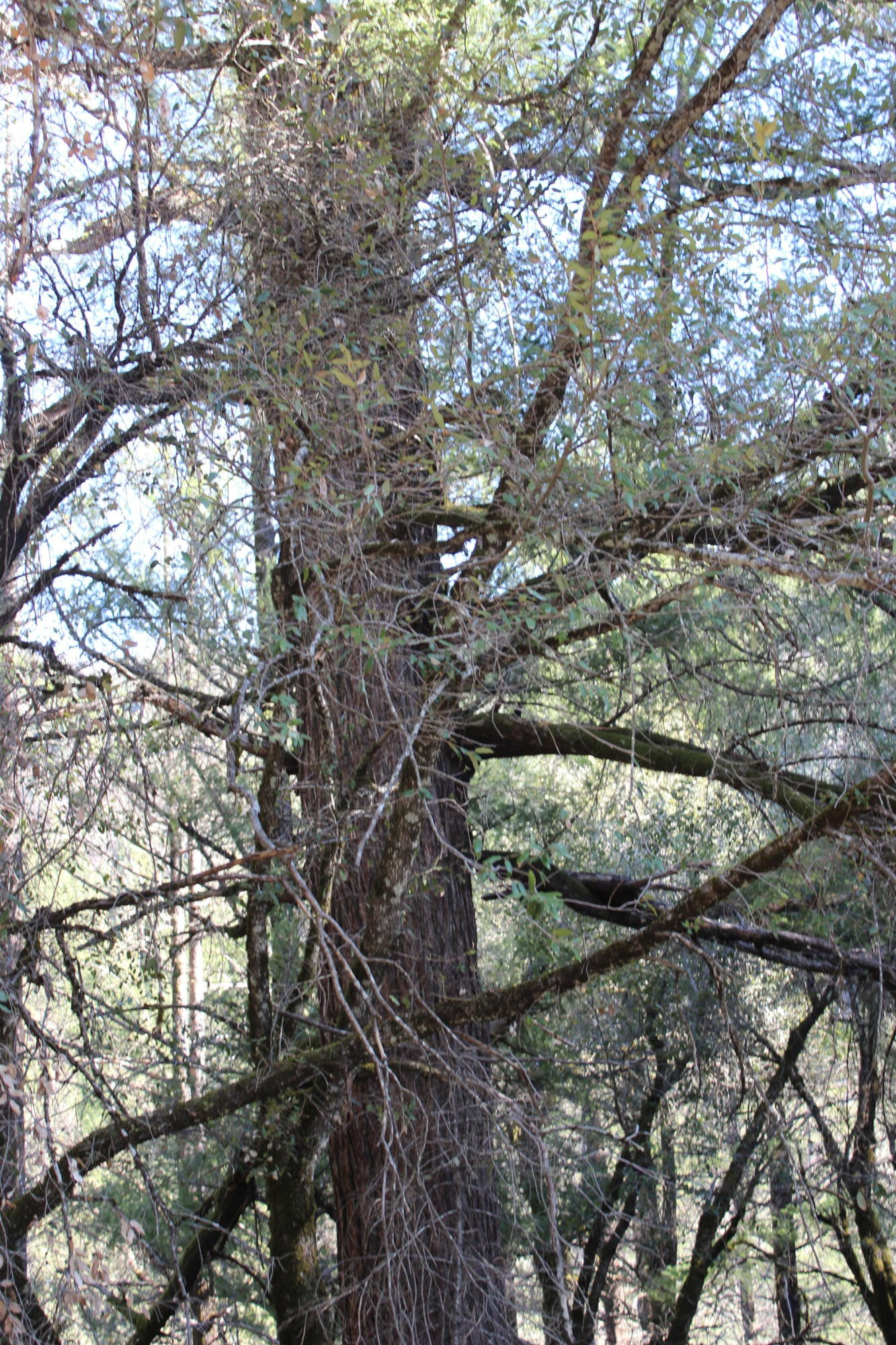 Fenders Ferry Road Lakehead, CA 96051 - Photo 8 of 29 a view of a tree in a yard