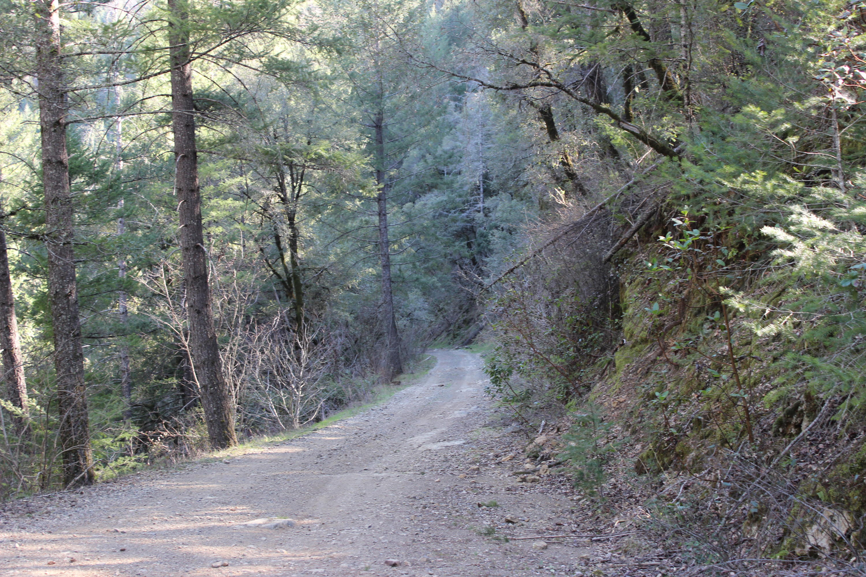 Fenders Ferry Road Lakehead, CA 96051 - Photo 10 of 29 a view of a forest with trees in the background